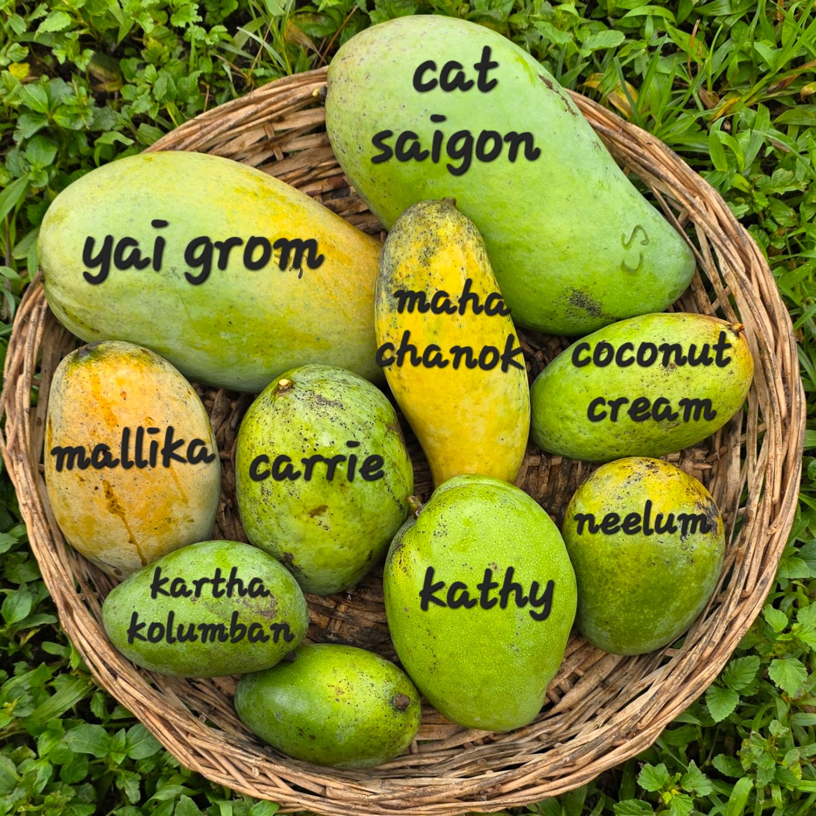 Fruit Variety Picture